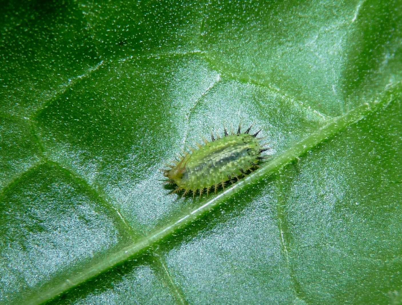 Larva di Cassida 